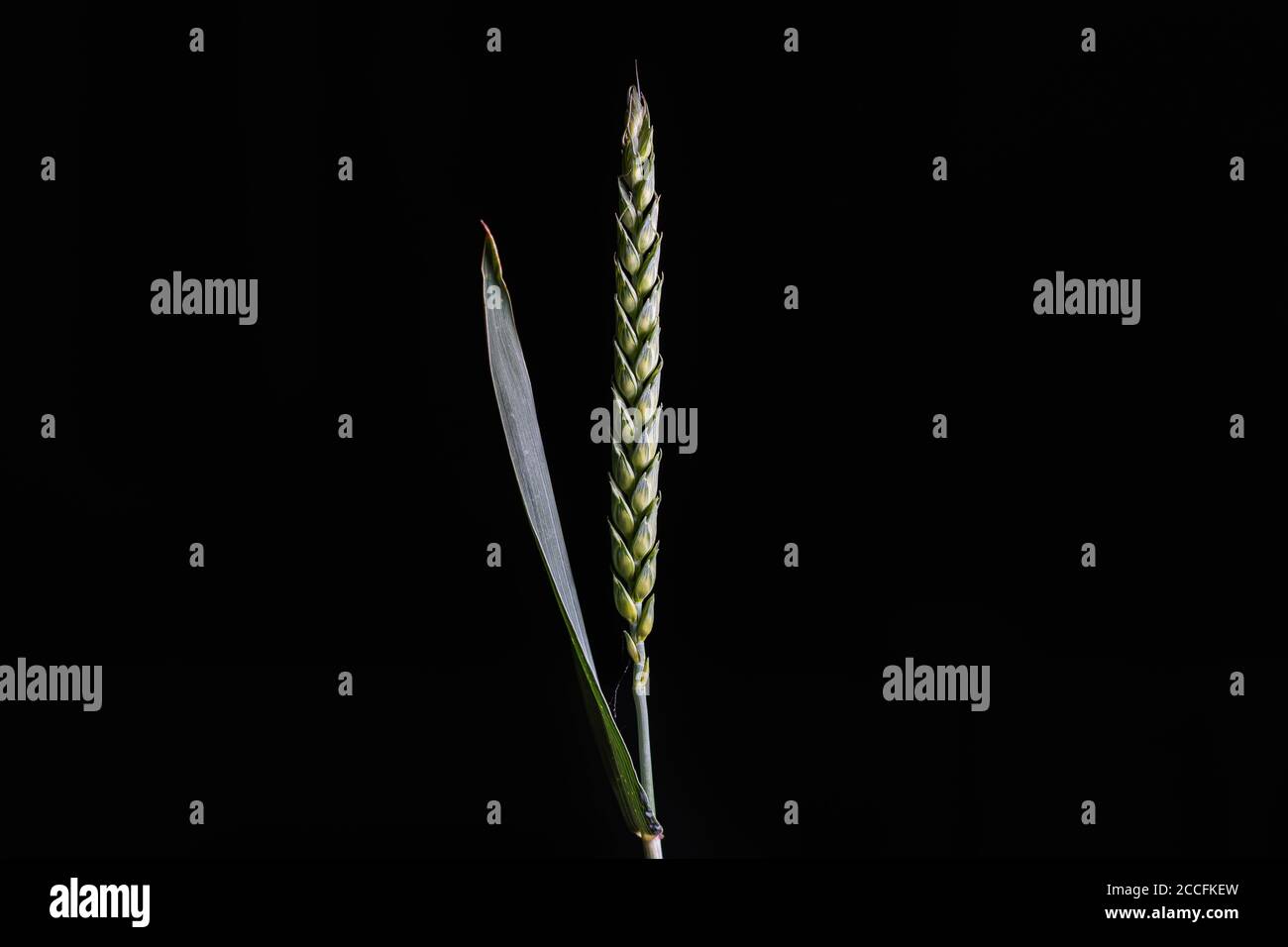 Orecchio di mais, chiave bassa, grano, cereali Foto Stock