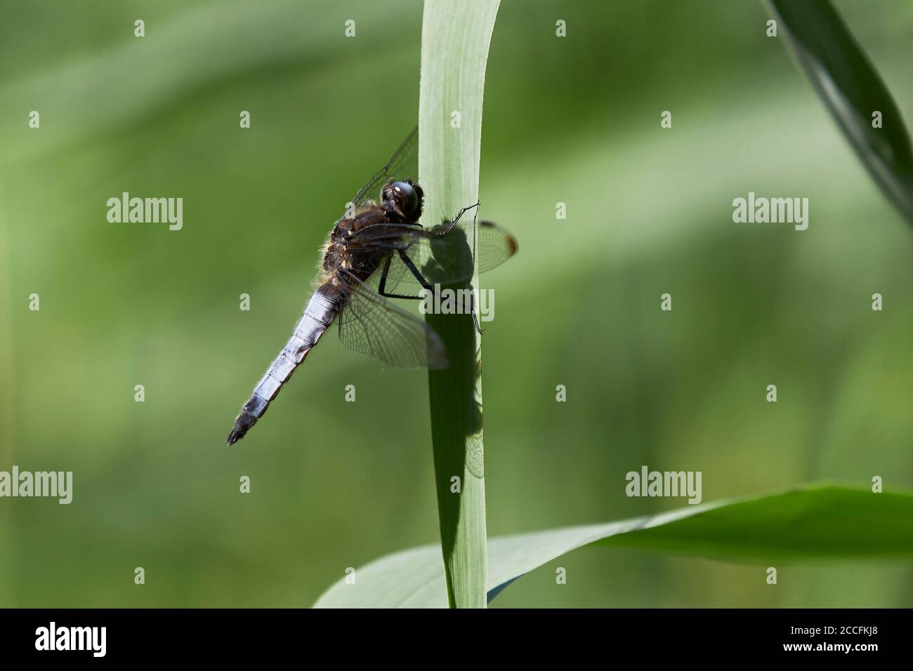 Punto appuntito, libellula, Libellula fulva Foto Stock