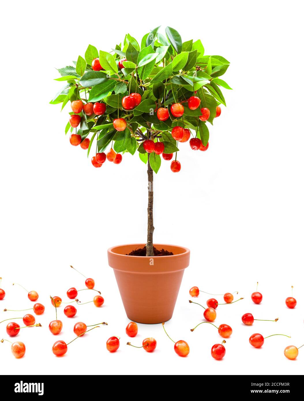 Ciliegie rosse su un piccolo albero come decorazione [M] Foto Stock