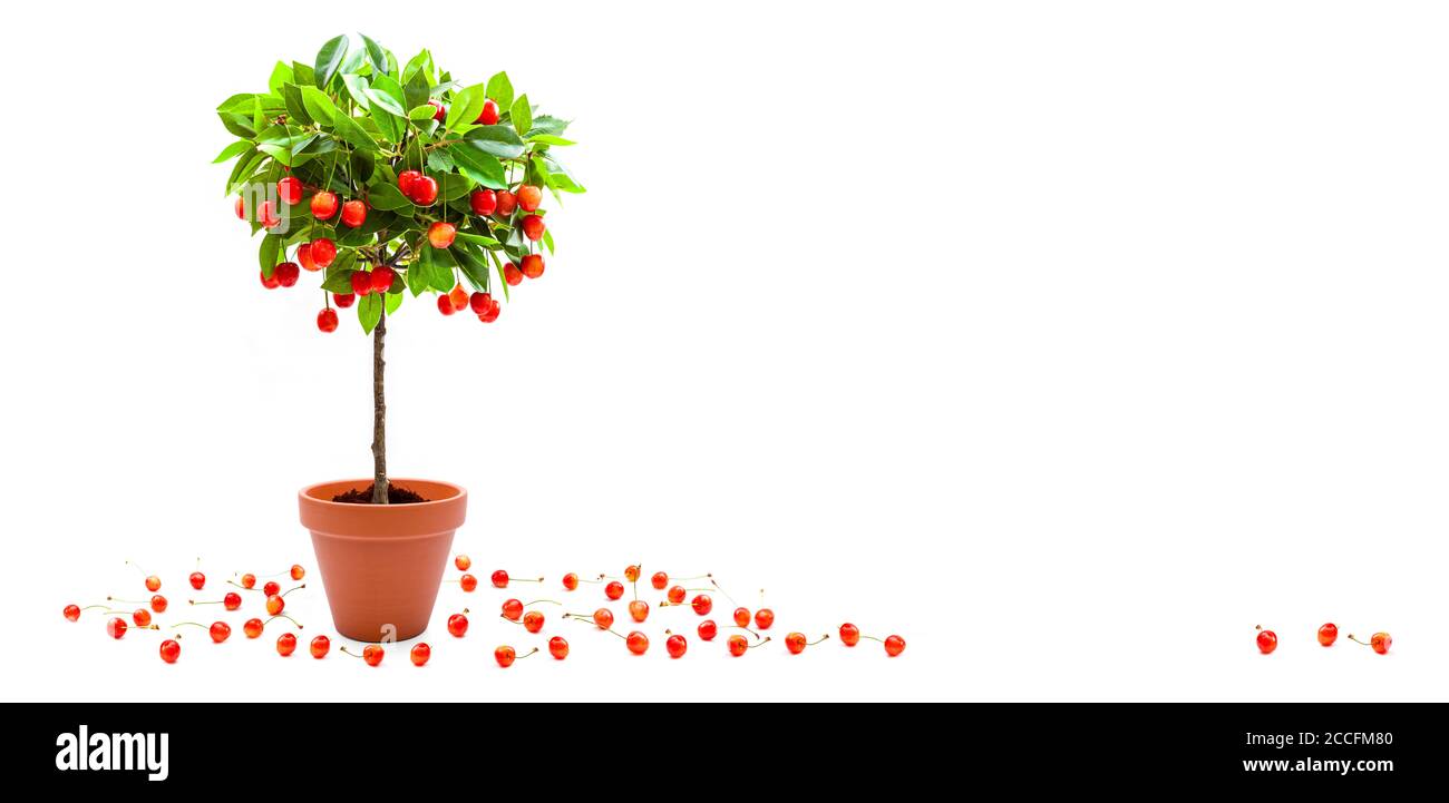 Ciliegie rosse su un piccolo albero come decorazione [M] Foto Stock