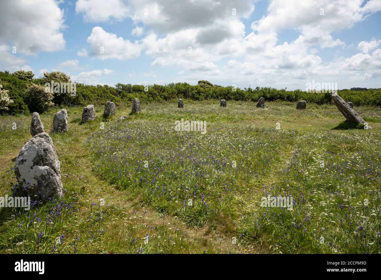 Fiori selvatici nel cerchio di pietra preistorico chiamato Boscawen-un sulla penisola di Penwith, Cornovaglia Regno Unito Foto Stock