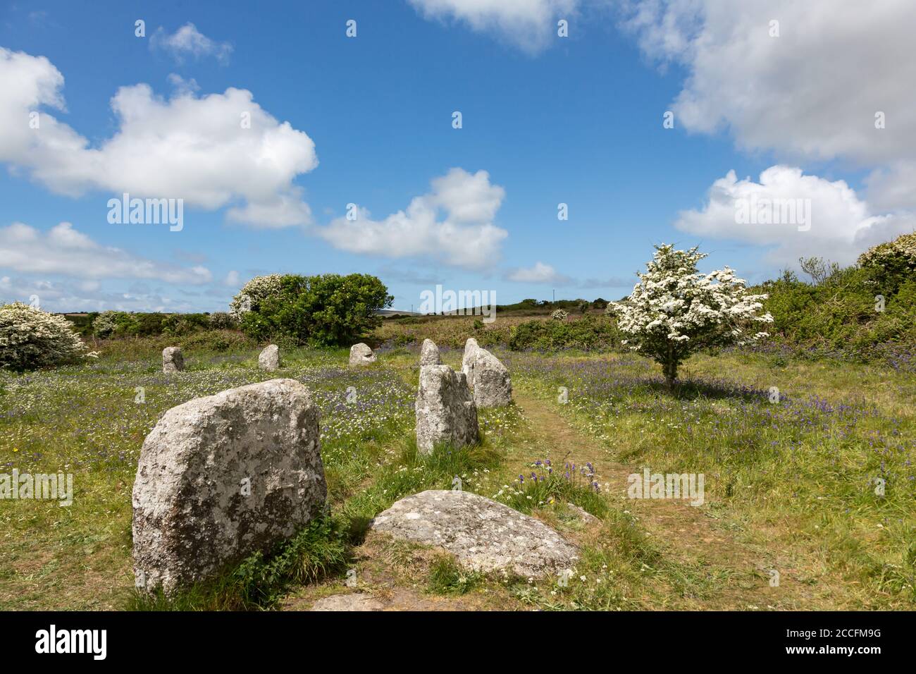 Fiori selvatici nel cerchio di pietra preistorico chiamato Boscawen-un sulla penisola di Penwith, Cornovaglia Regno Unito Foto Stock