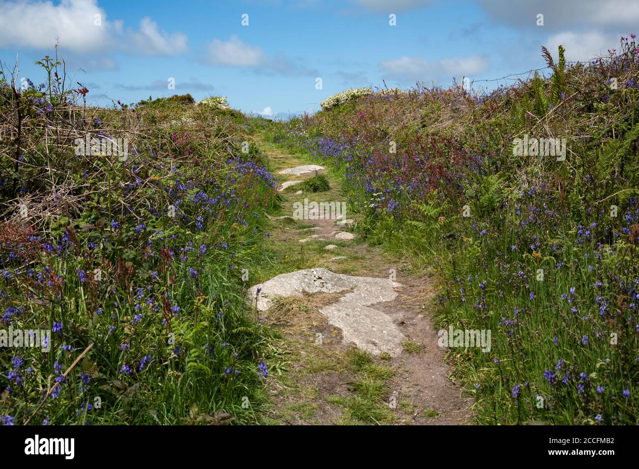 Fiori selvatici accanto al percorso roccioso sulla penisola di Penwith, Cornovaglia, Regno Unito Foto Stock