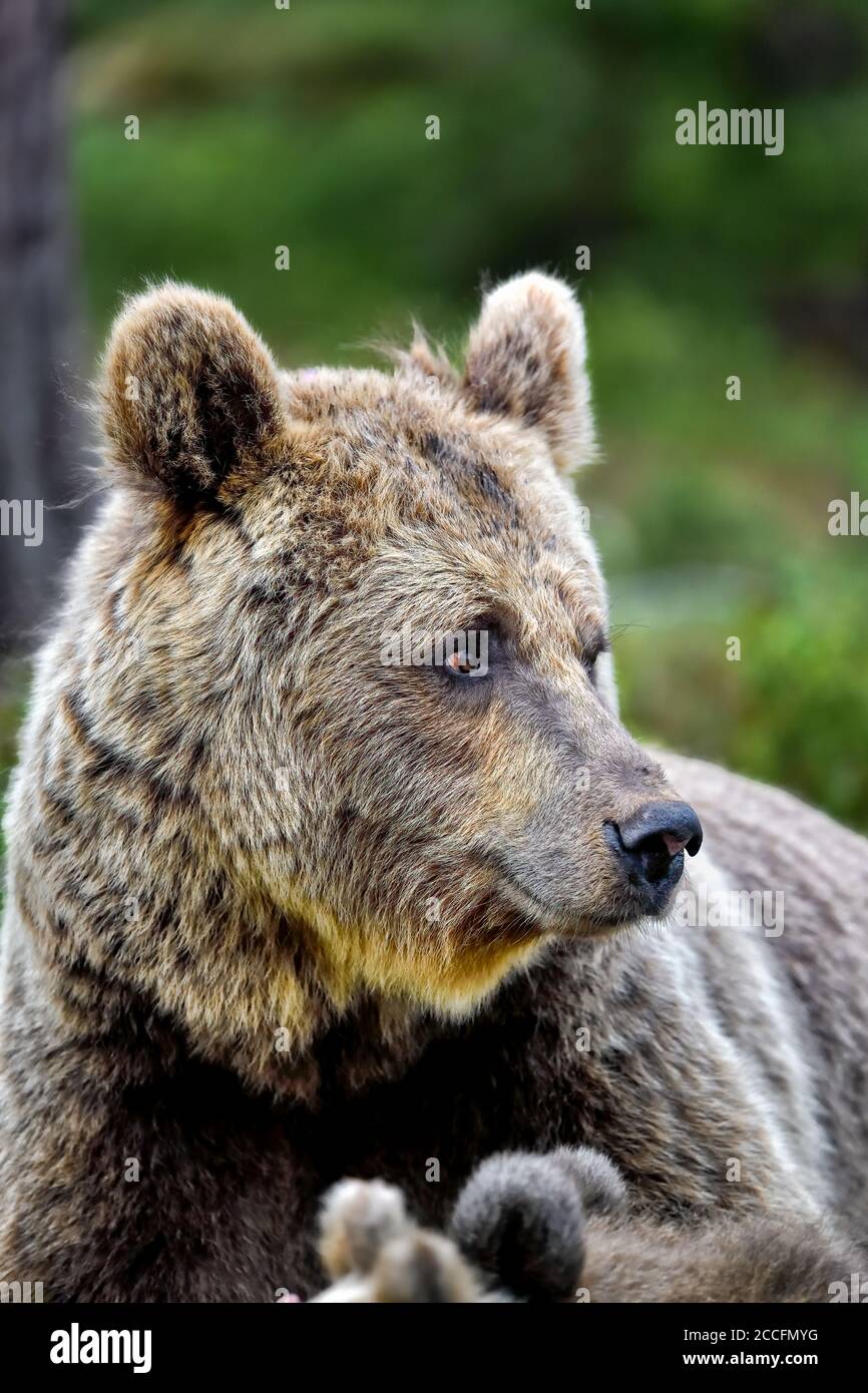 La mamma dell'orso marrone sembra un po' preoccupata proprio come qualsiasi altra mamma. Foto Stock