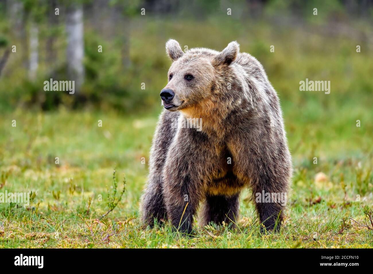 Orso bruno alla palude. Foto Stock