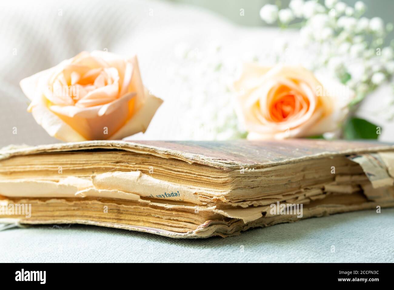 Vecchio libro e rosa rosa Foto Stock