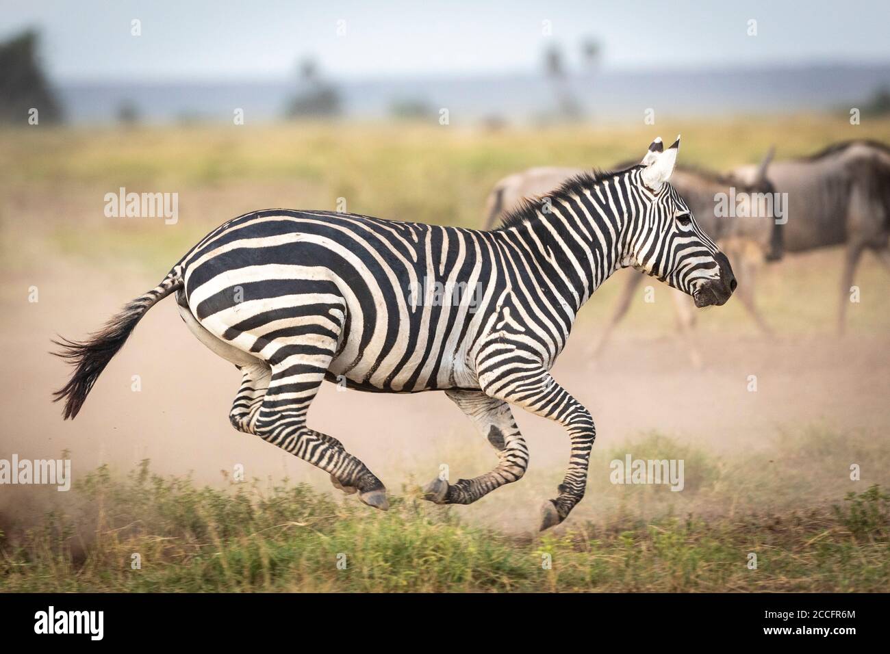 Zebra adulta in galoppo nelle pianure di Amboseli con mandria di wildebeest Camminando sullo sfondo nel Parco Nazionale di Amboseli in Kenya Foto Stock