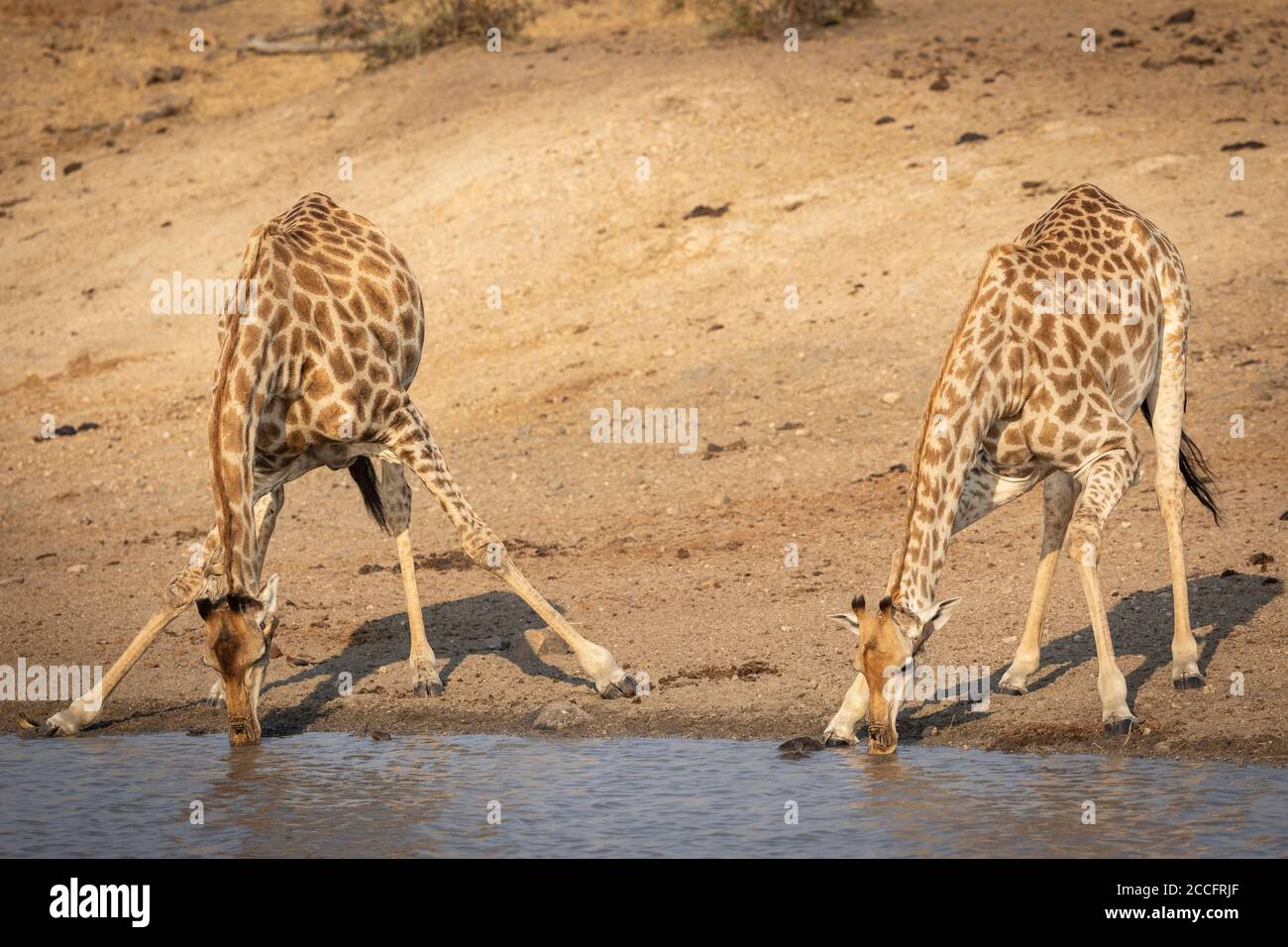 Due giraffe femmina acqua potabile da una diga su un Giornata invernale soleggiata nel Parco Kruger Sud Africa Foto Stock