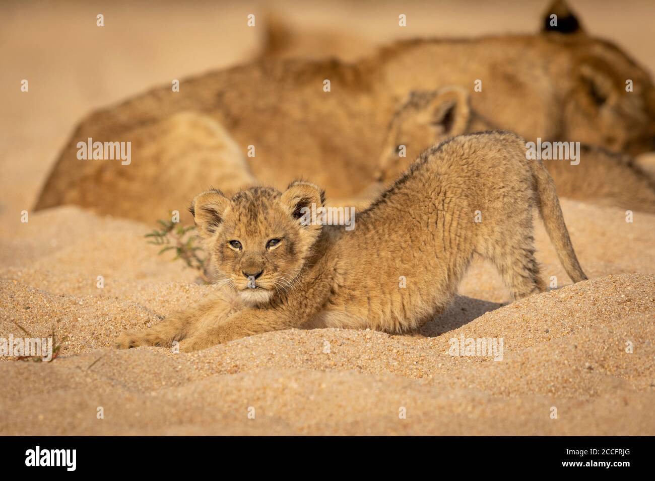 Piccolo cucciolo di leone che si estende la sua parte posteriore in un letto di sabbia del fiume con L'orgoglio che riposa sullo sfondo a Kruger Park South Africa Foto Stock
