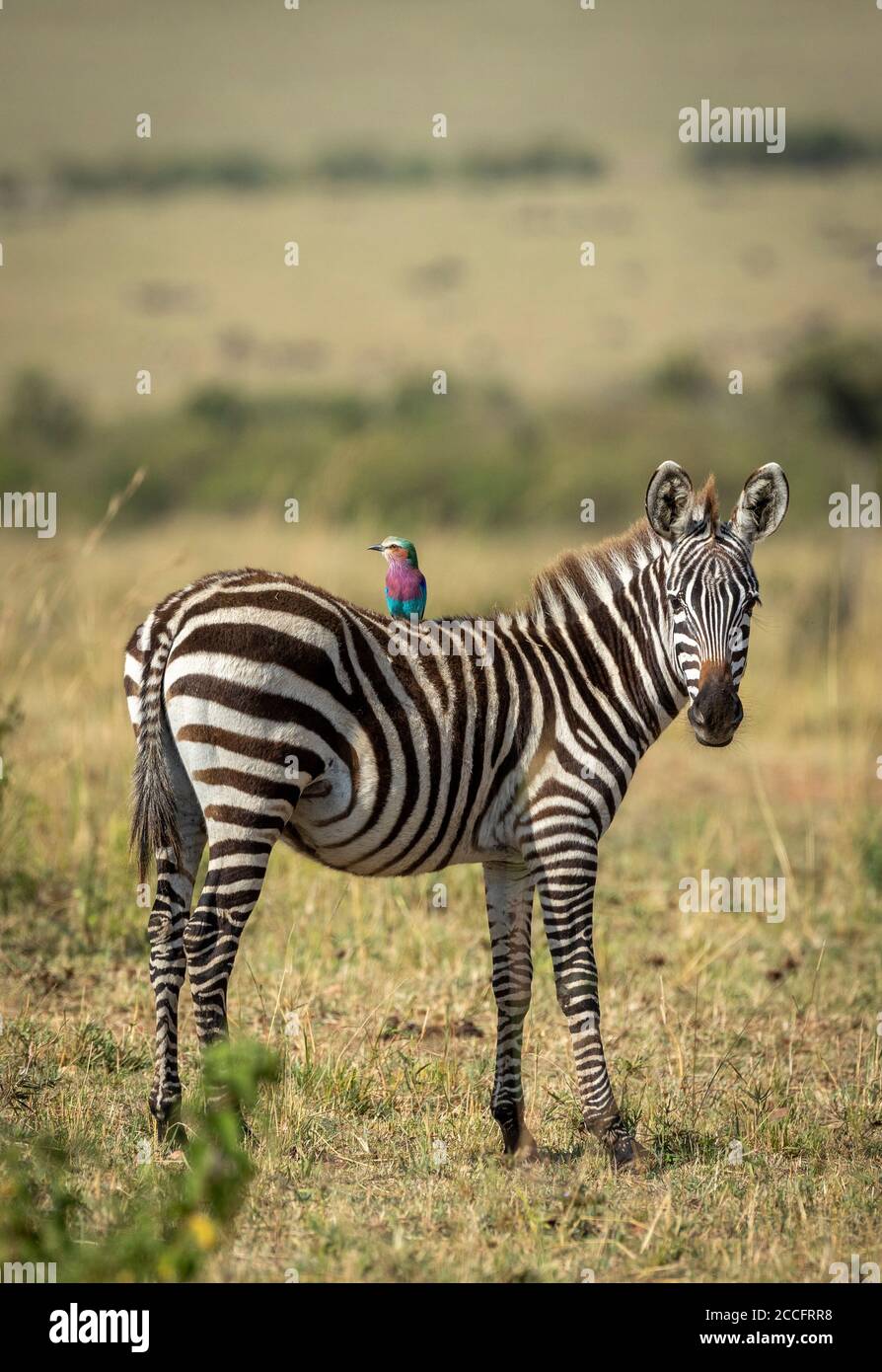 Ritratto verticale di un bambino zebra lato con a. rullo tostato lilla seduto sul retro in piedi in vasto Pianure di Masai Mara Kenya Foto Stock