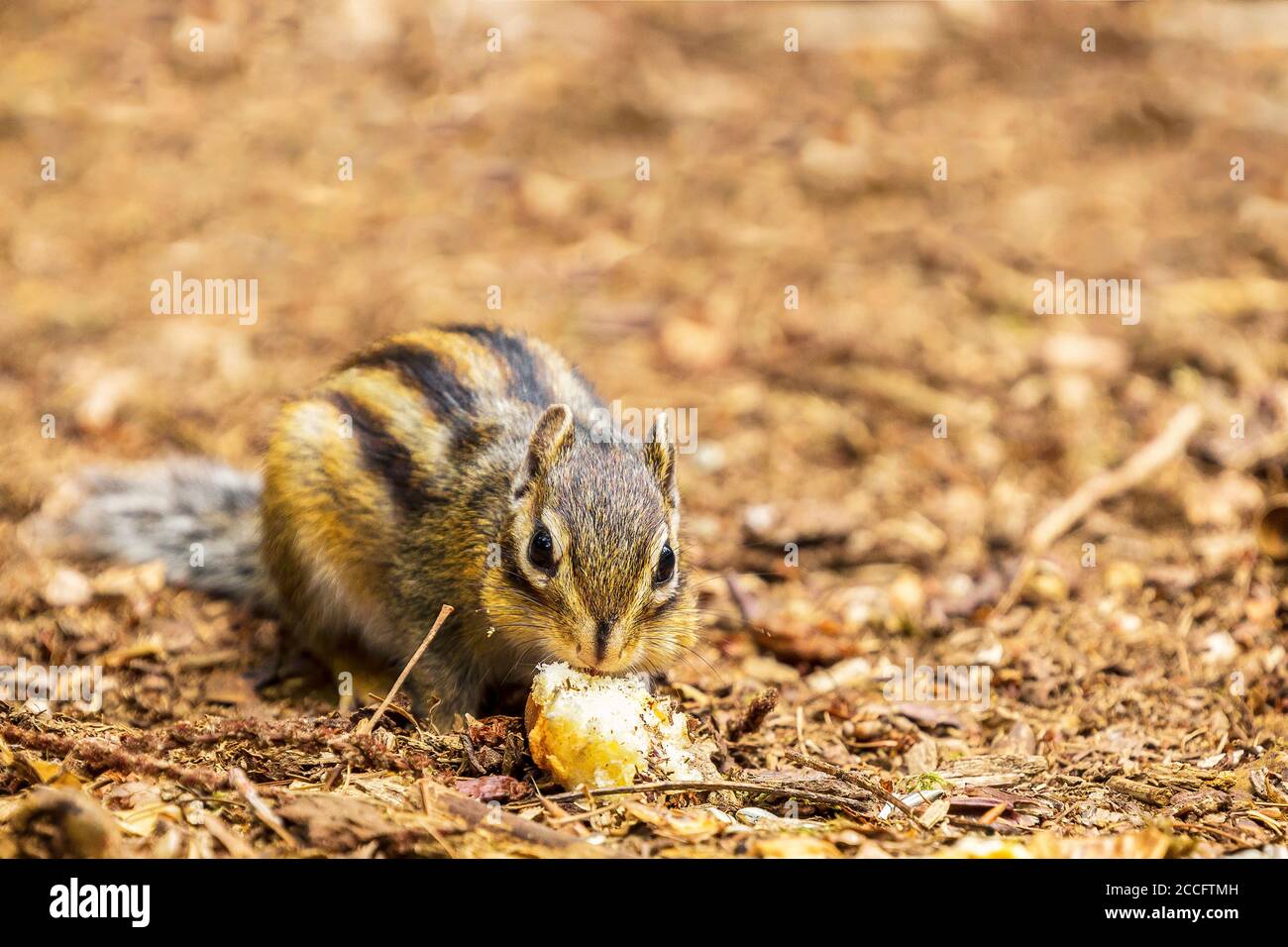 Chipmunk siberiano o chipmunk comune (Eutamias sibiricus) Nei Paesi Bassi in estate Foto Stock