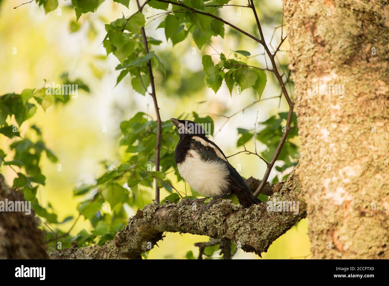 Magpie Chick, ambiente naturale all'aperto Foto Stock