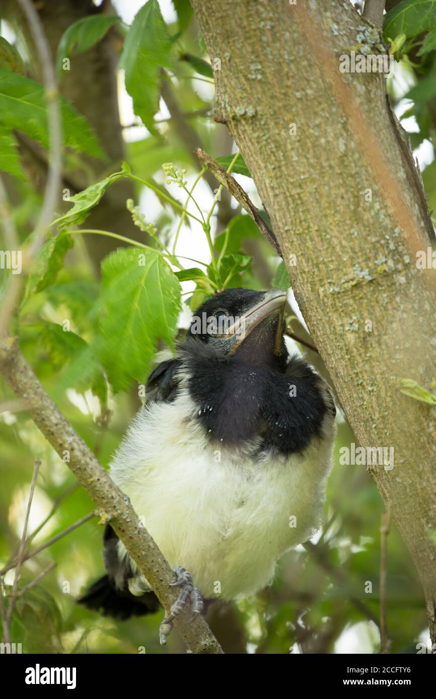 Magpie Chick, ambiente naturale all'aperto Foto Stock