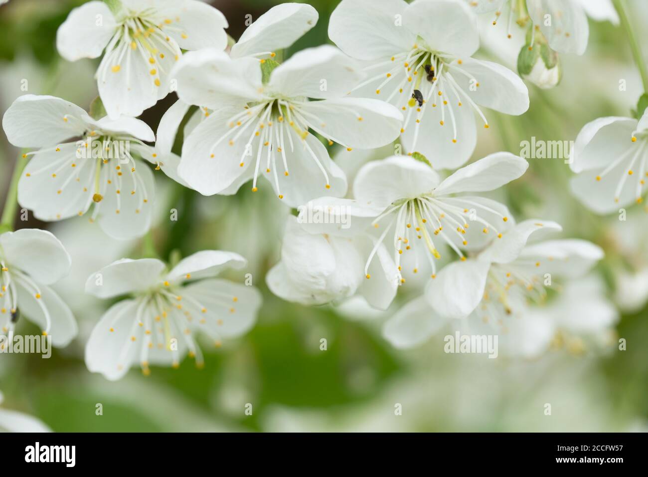 Fiori di ciliegio bianchi da vicino, ambiente naturale all'aperto con bokeh Foto Stock