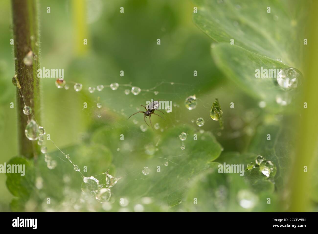 Ragno e gocce di pioggia su una rete di ragno, sfondo verde naturale sfocato Foto Stock