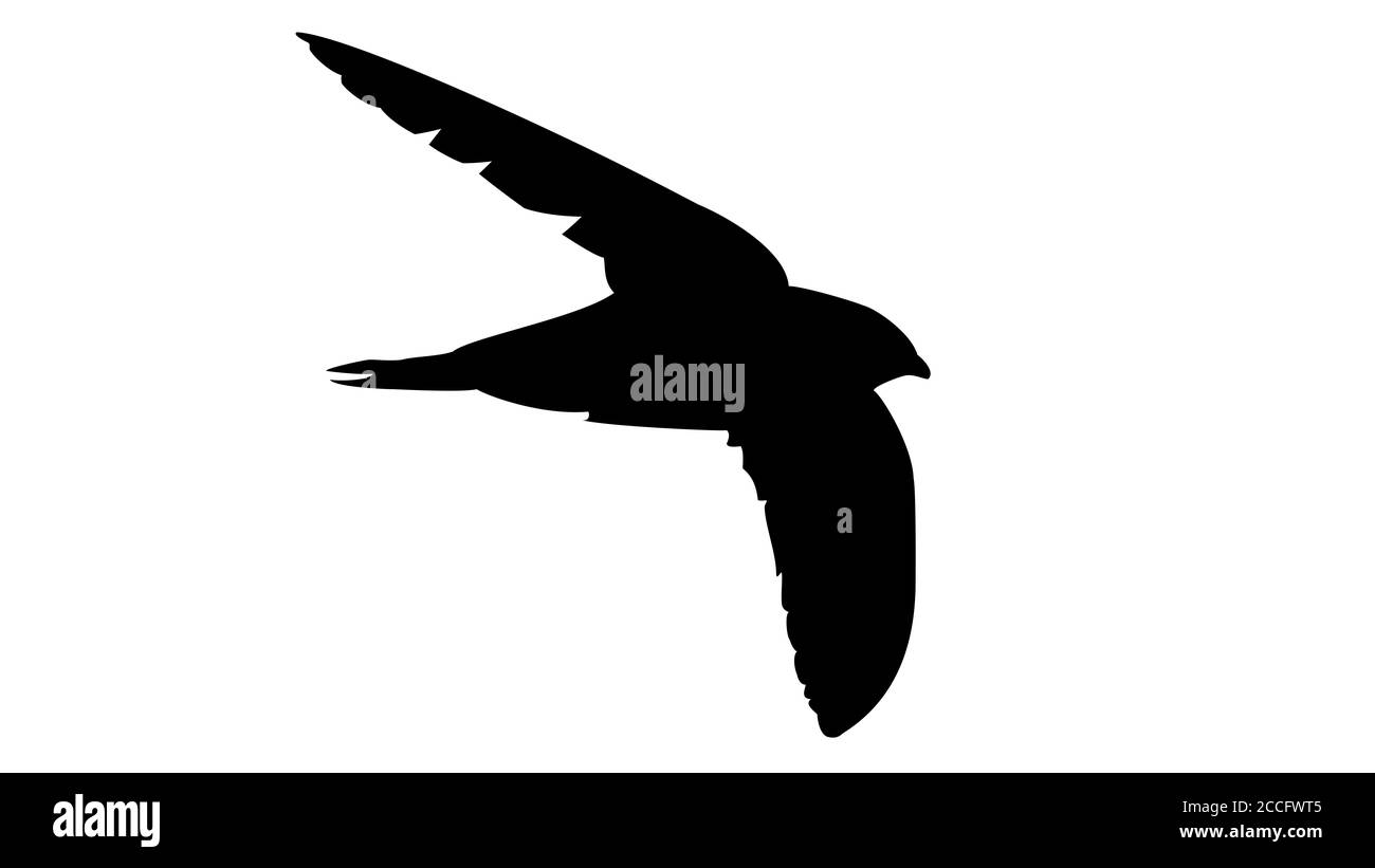 Deglutire nero. Uccello nero. Vettore icona su sfondo bianco. Vettore EPS10 Foto Stock
