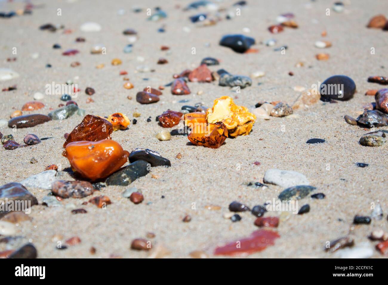 Alcuni pezzi d'ambra si trovano sulla riva del Mar Baltico Foto Stock
