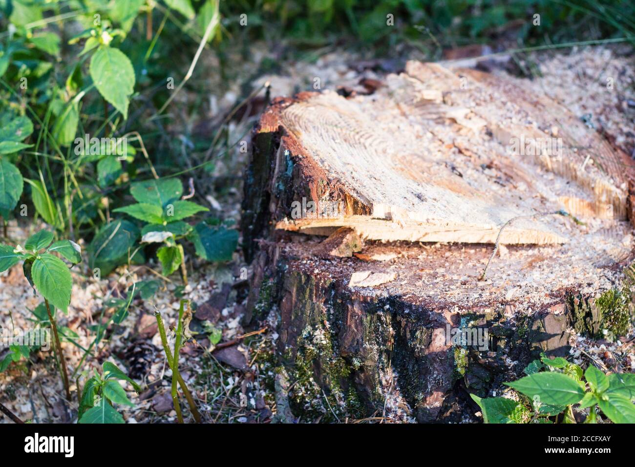 Grande ceppo di albero nella foresta di estate Foto Stock