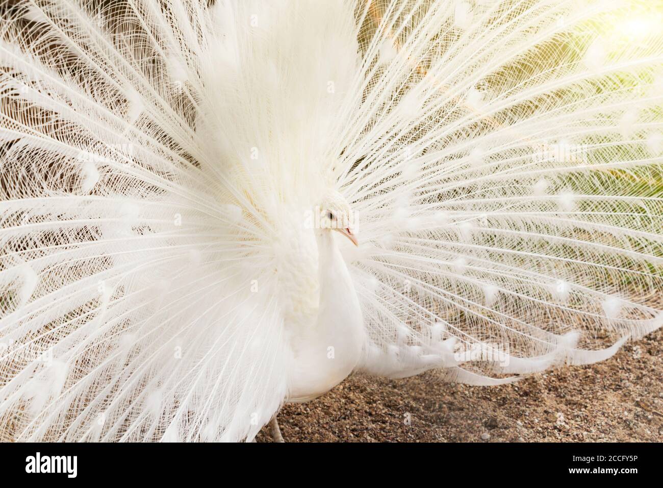 Close-up di Bella bianca peacock con piume. Foto Stock