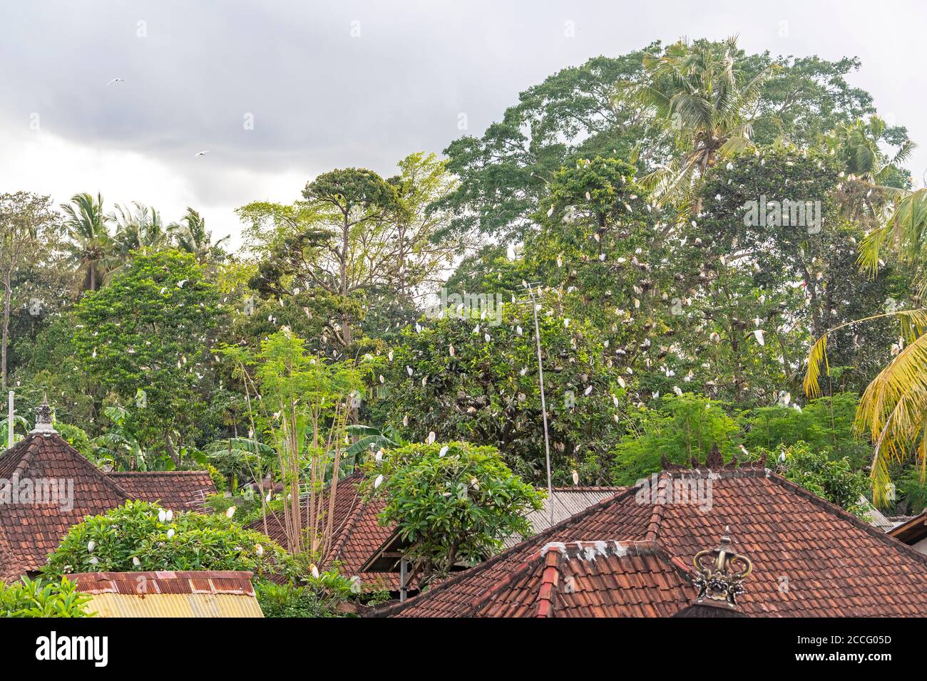 Il villaggio di Petulu si trova a nord di Ubud. Al tramonto ogni sera, greggi di uccelli di Kokokokan (aironi) volare da tutta l'isola per rogare e. Foto Stock
