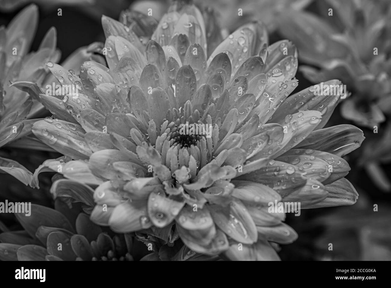 Alto vicino del fiore Foto Stock