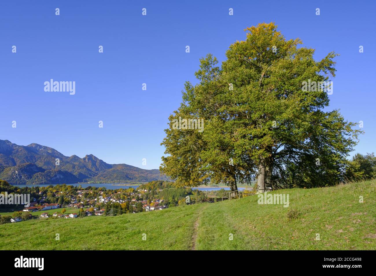 Grumo di alberi al punto di vista sul Kohlleiten, Kochel am See, Das Blaue Land, alta Baviera, Baviera, Germania Foto Stock
