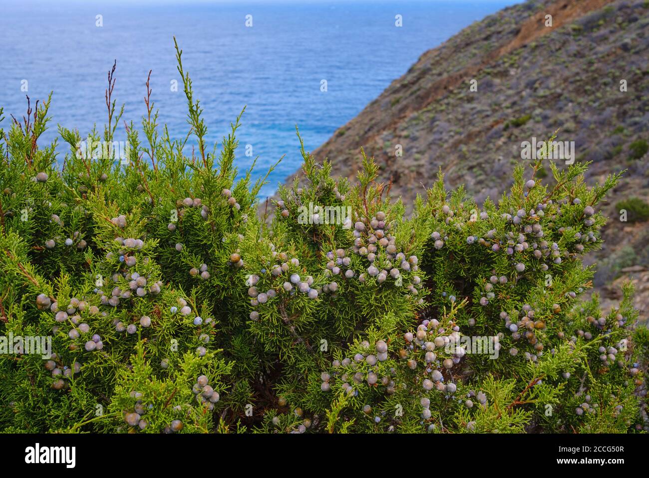 Ginepro delle Canarie (Juniperus turbinata canariensis) con frutti di bosco, a Vallehermoso, la Gomera, Isole Canarie, Spagna Foto Stock