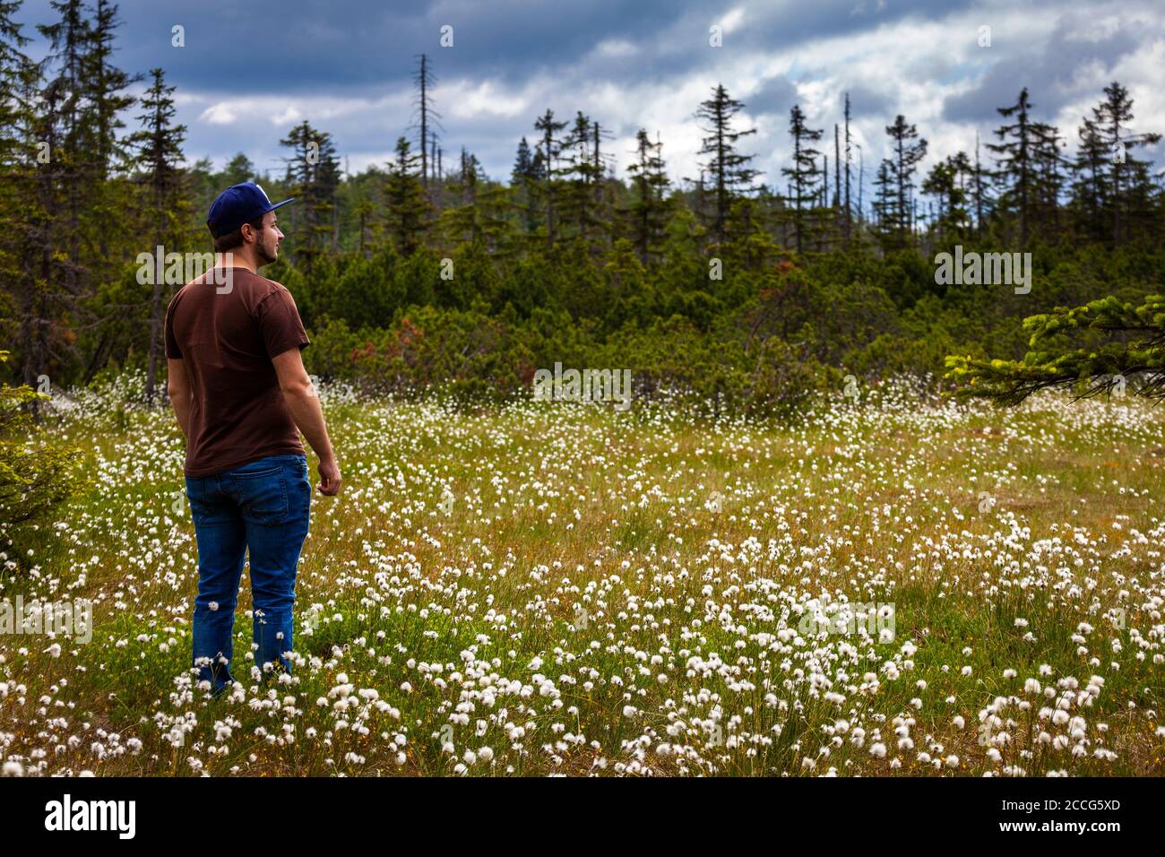 Europa, Germania, Baviera, Foresta Bavarese, Parco Nazionale, uomo in piedi in fiore campo di cotone gras Foto Stock
