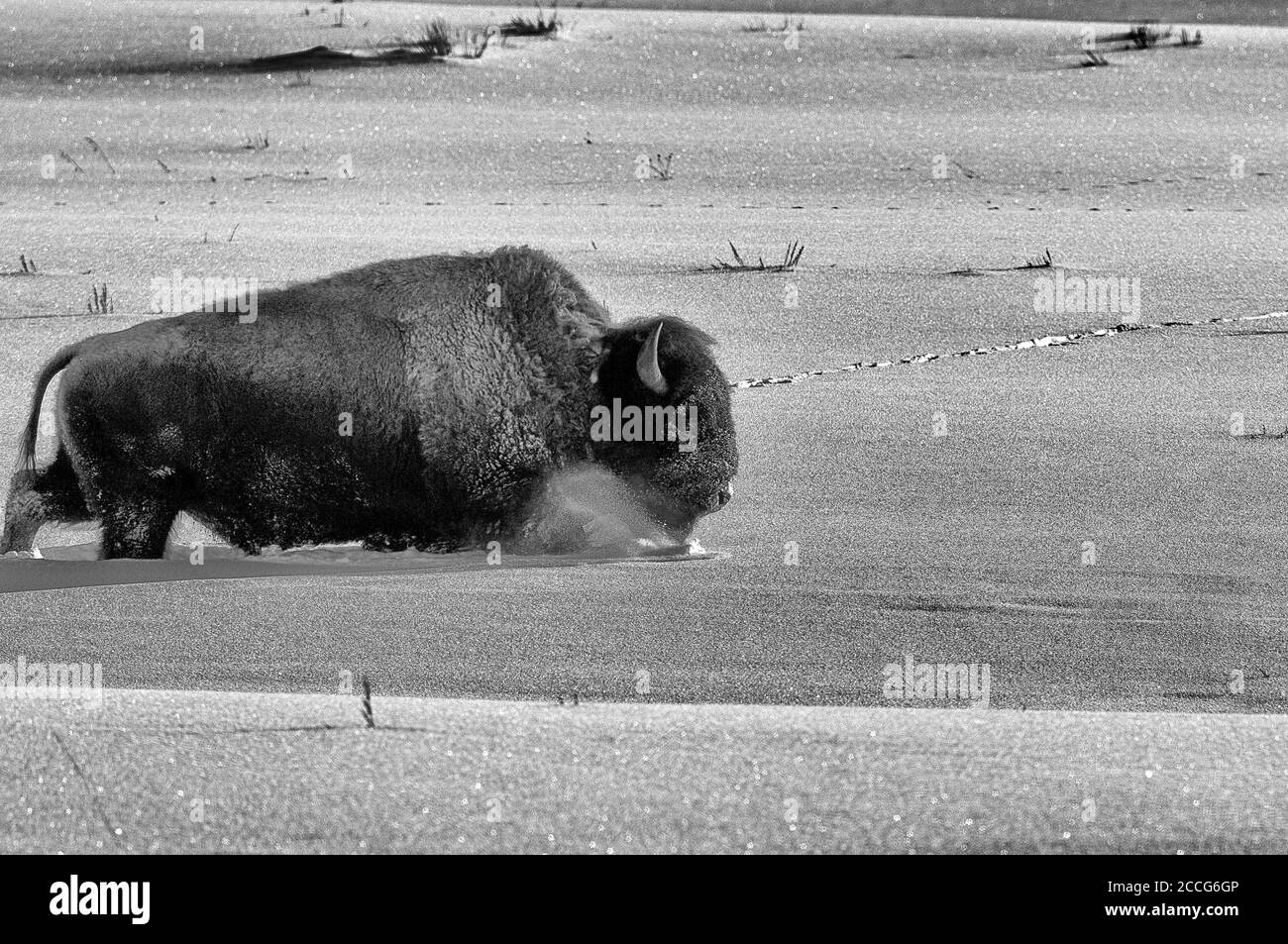Bufalo americano (bisonte bisonte), inverno a Yellowstone Foto Stock