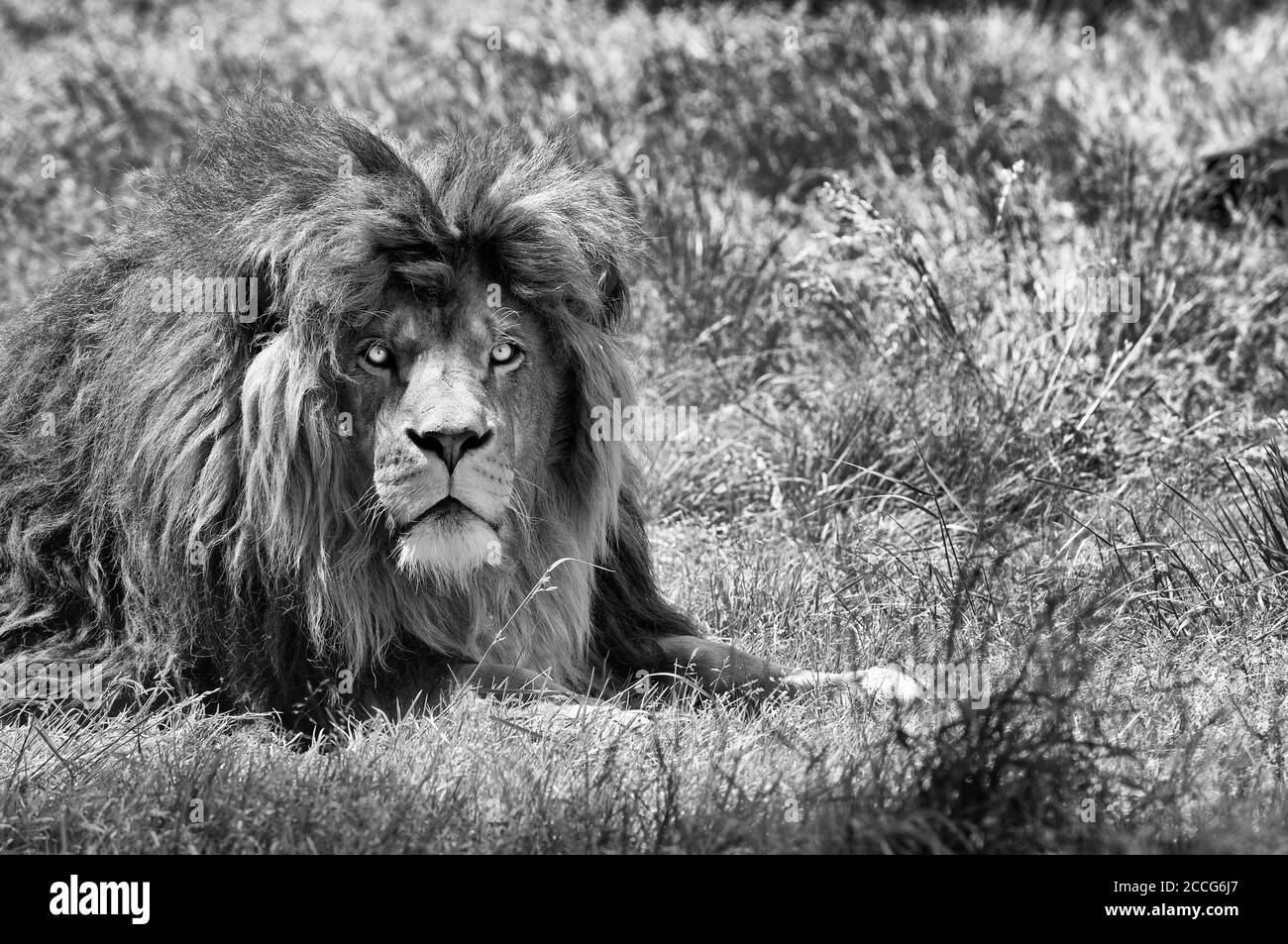 Lion (Panthera leo), ritratto Foto Stock