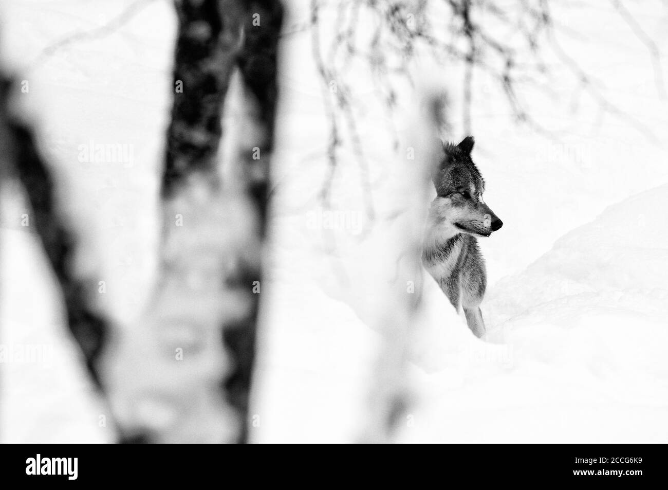 Lupo grigio nella neve (Canis lupus) Foto Stock