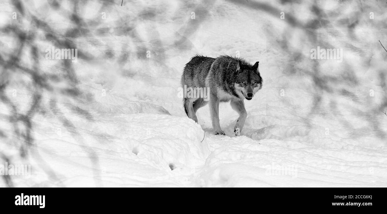 Lupo grigio nella neve (Canis lupus) Foto Stock