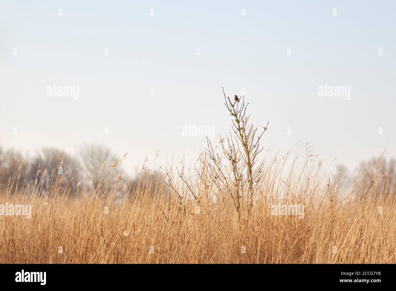 Europa, Germania, bassa Sassonia, Otterndorf. Una stella bianca blugola (Luscinia svecica cianecula) richiama da un piccolo albero nel letto di canna. Foto Stock