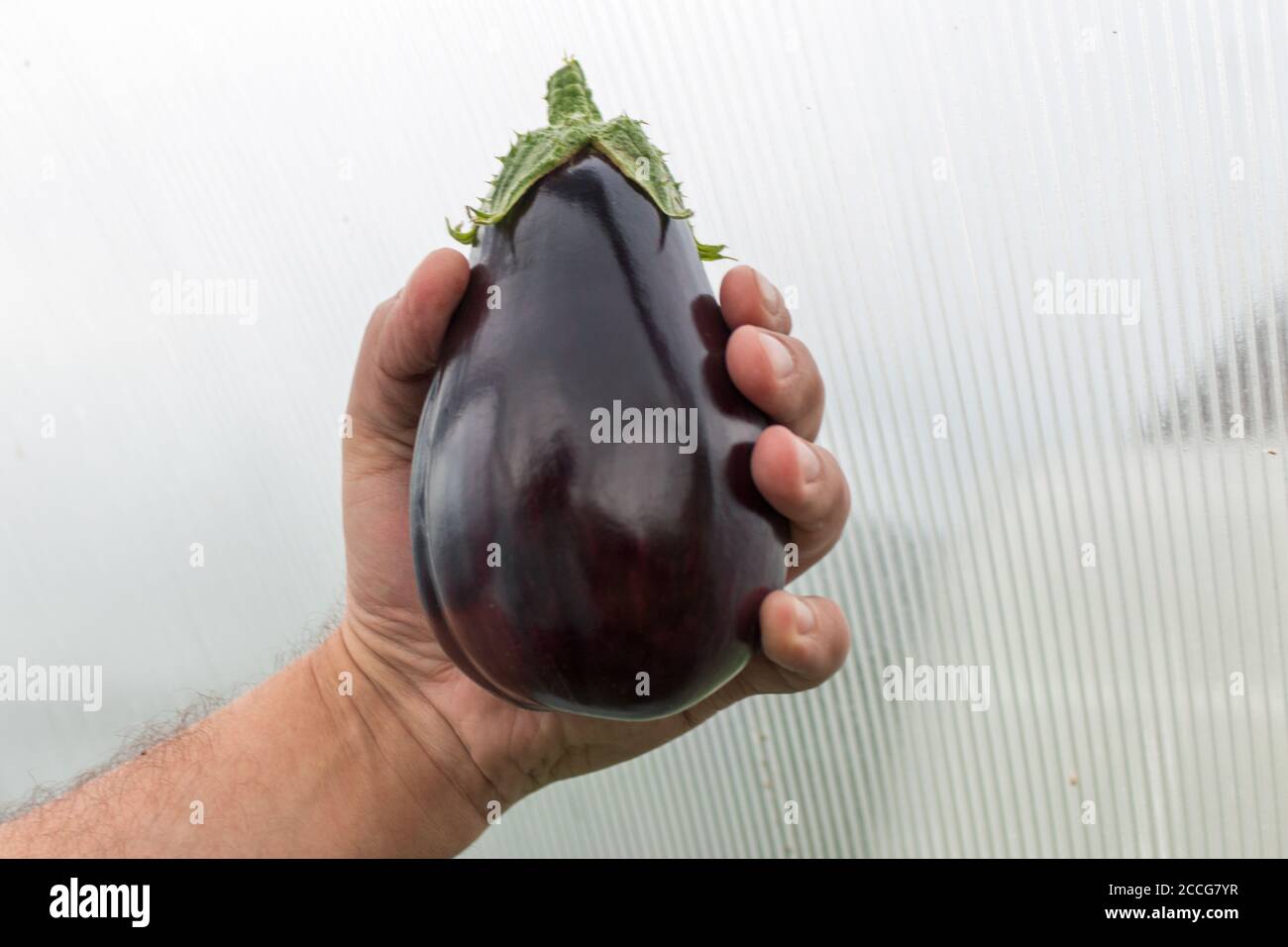 L'uomo tiene in mano la melanzana Foto Stock