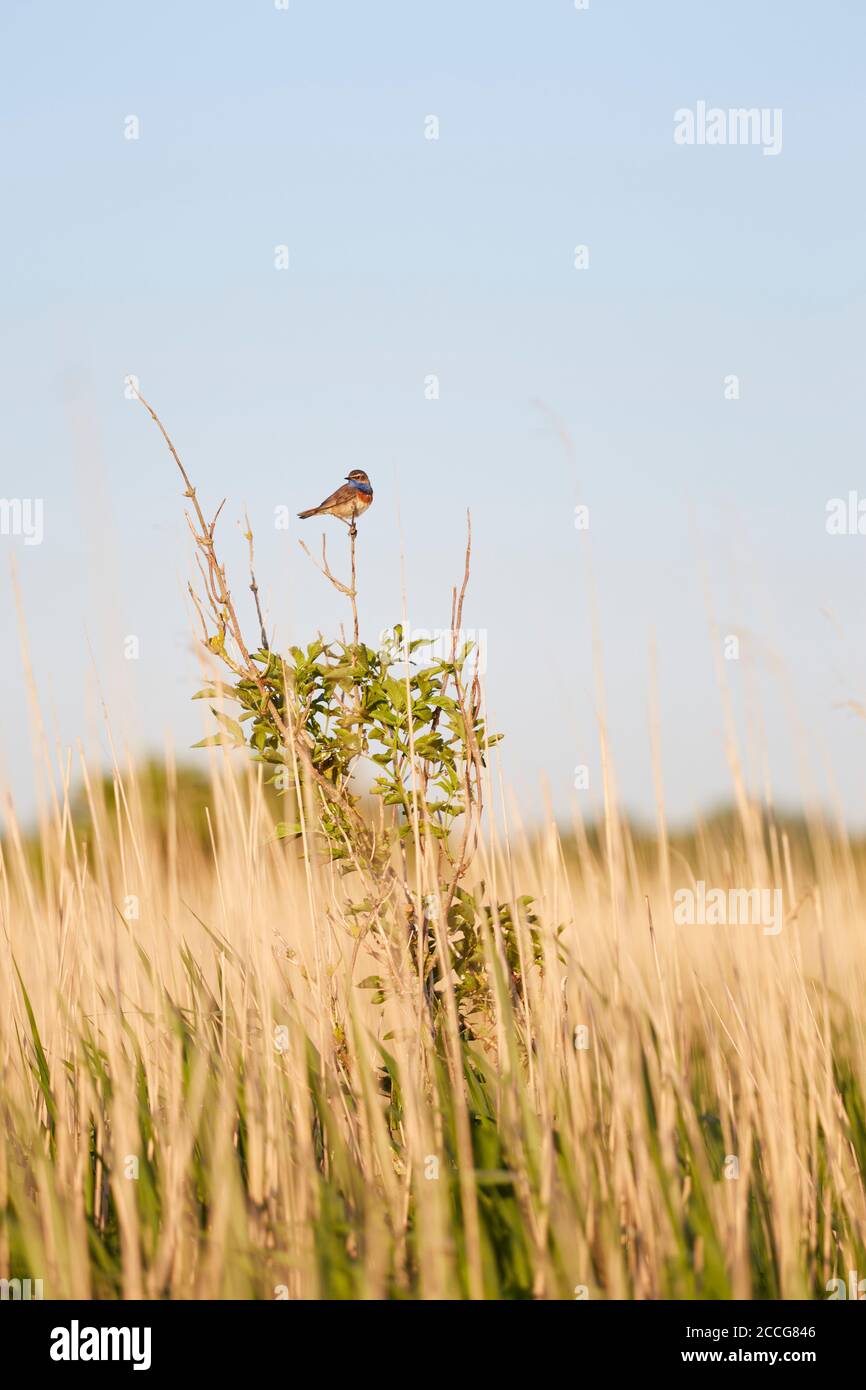 Europa, Germania, bassa Sassonia, Otterndorf. Una stella bianca blugola (Luscinia svecica cianecula) richiama da un piccolo albero nel letto di canna. Foto Stock