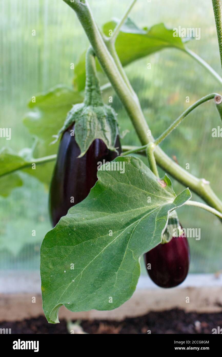 Melanzane cresce in una serra del villaggio Foto Stock