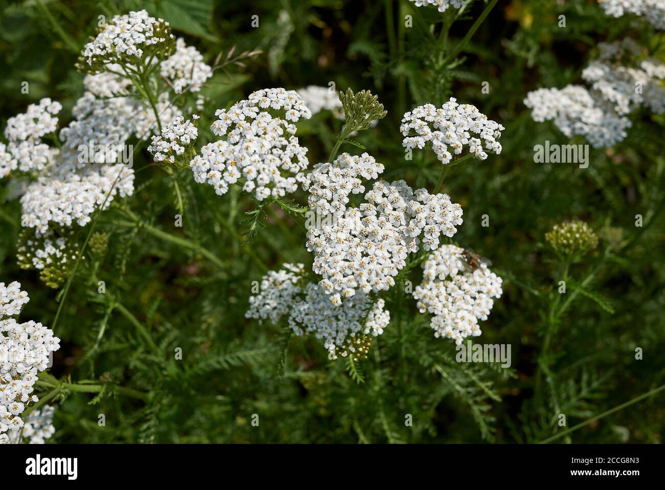 Achillea millefolium fiori bianchi da vicino Foto Stock