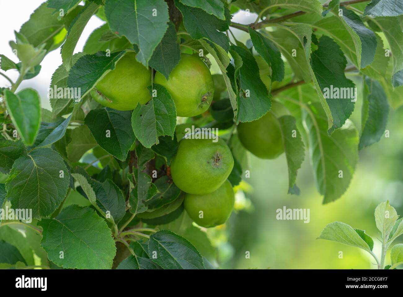 Mele succose verdi che crescono su un albero Foto Stock