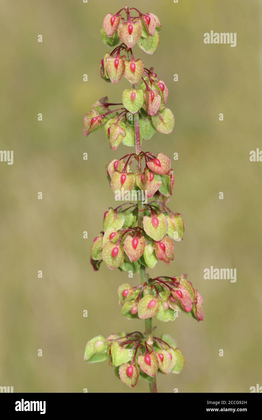 Molo arricciato - Rumex Crispus - frutta Foto Stock