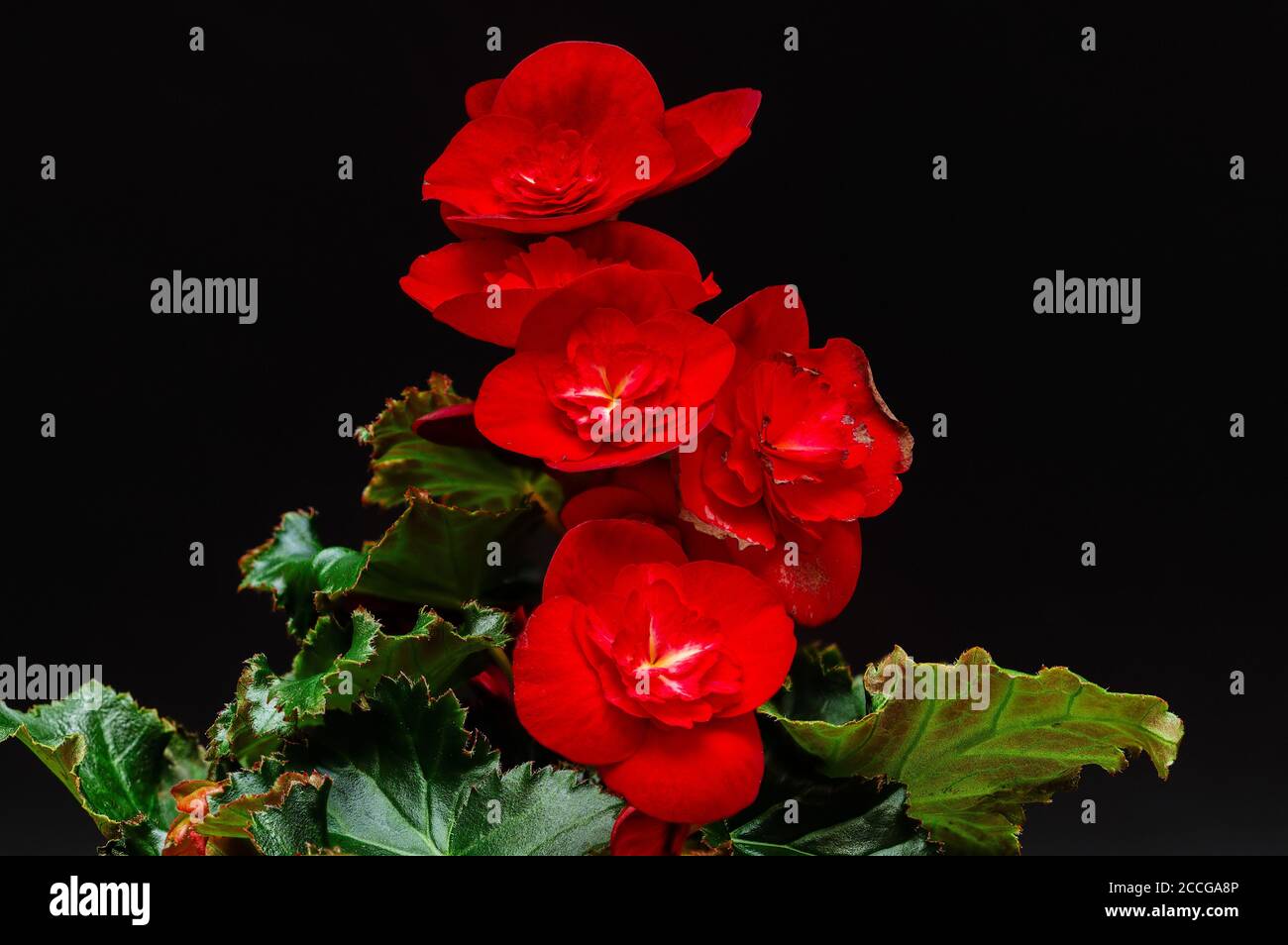 begonia, bouquet, fiori rossi primo piano, sfondo scuro, foglie verdi, dettagli Foto Stock