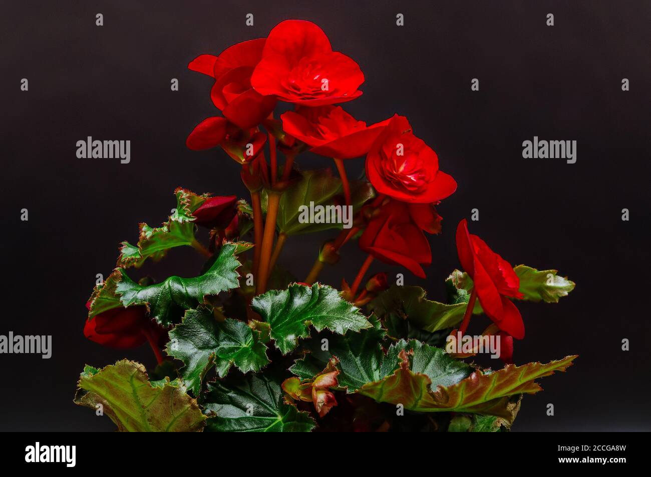 begonia, bouquet, fiori rossi primo piano, sfondo scuro, foglie verdi, dettagli Foto Stock