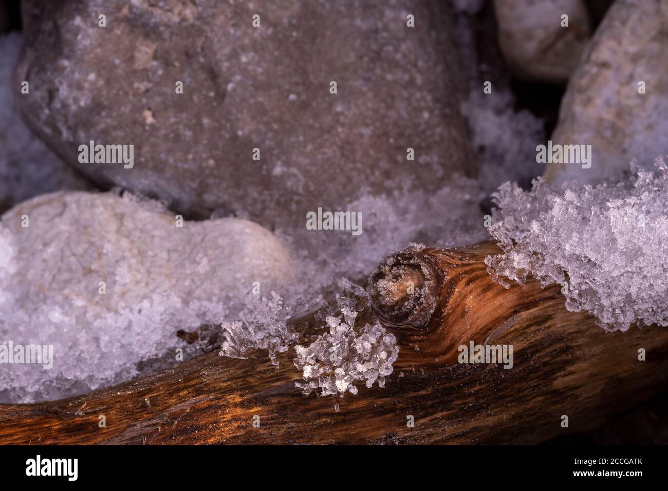 Funghi di albero tra cristalli di ghiaccio su un ceppo, foglia comune spaccata (comune di Schizophyllum) tra neve e ghiaccio Foto Stock