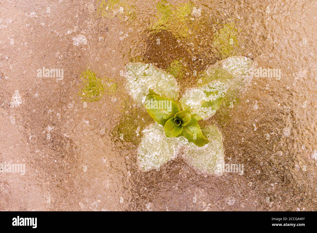 Menta congelata o menta acquea (Mmentha aquatica) Nel ghiaccio di un piccolo ruscello dell'Isar Foto Stock