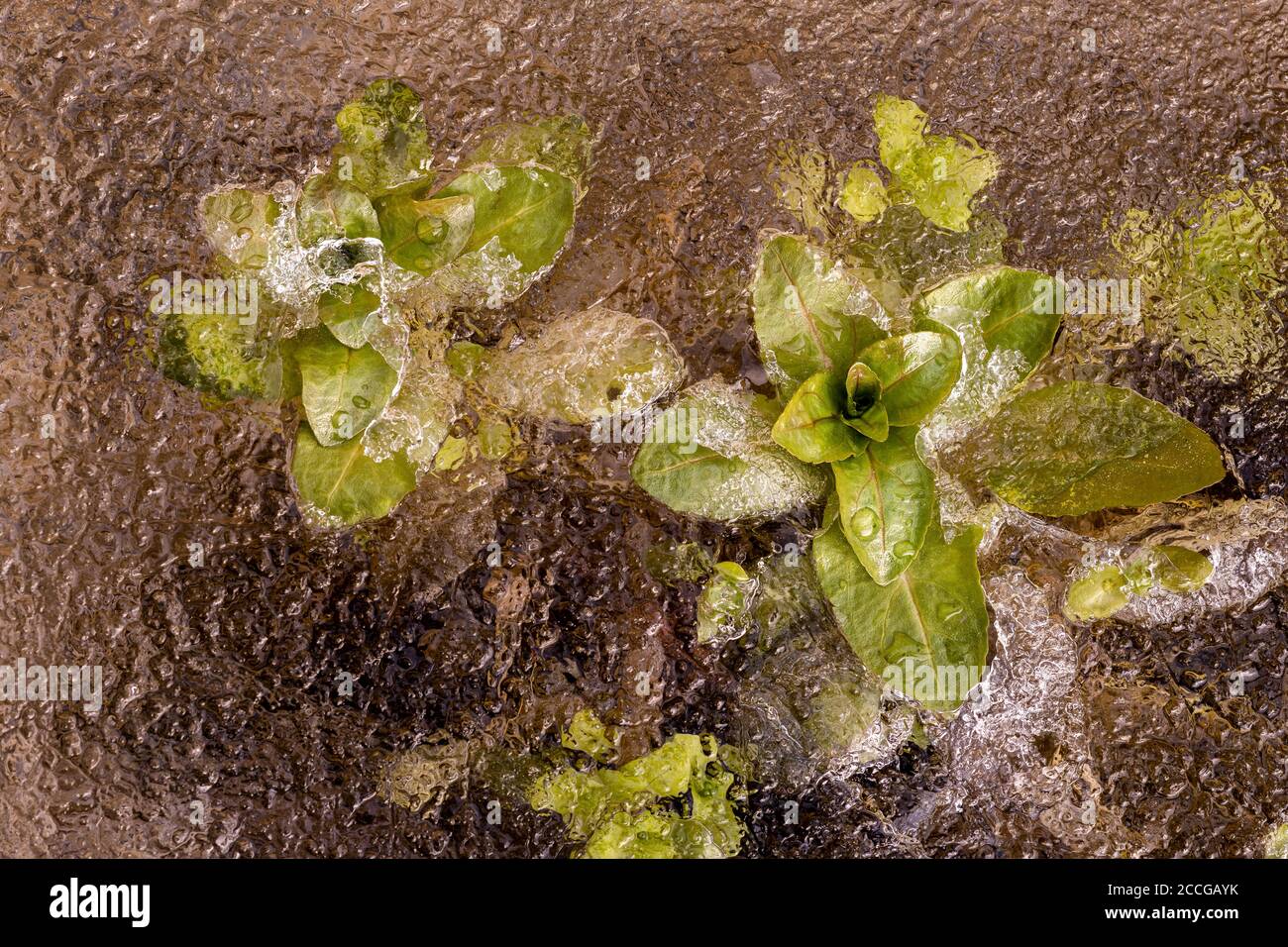 Menta congelata o menta acquea (Mmentha aquatica) Nel ghiaccio di un piccolo ruscello dell'Isar Foto Stock