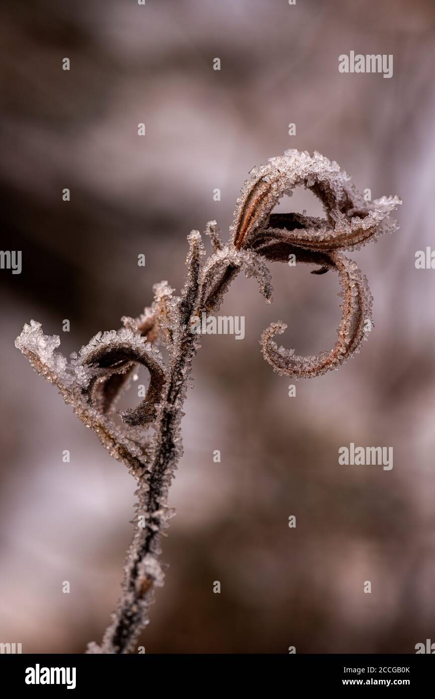 Spara congelati di un albero di salice d'argento sulle rive Dell'Isar nelle Prealpi Bavaresi Foto Stock