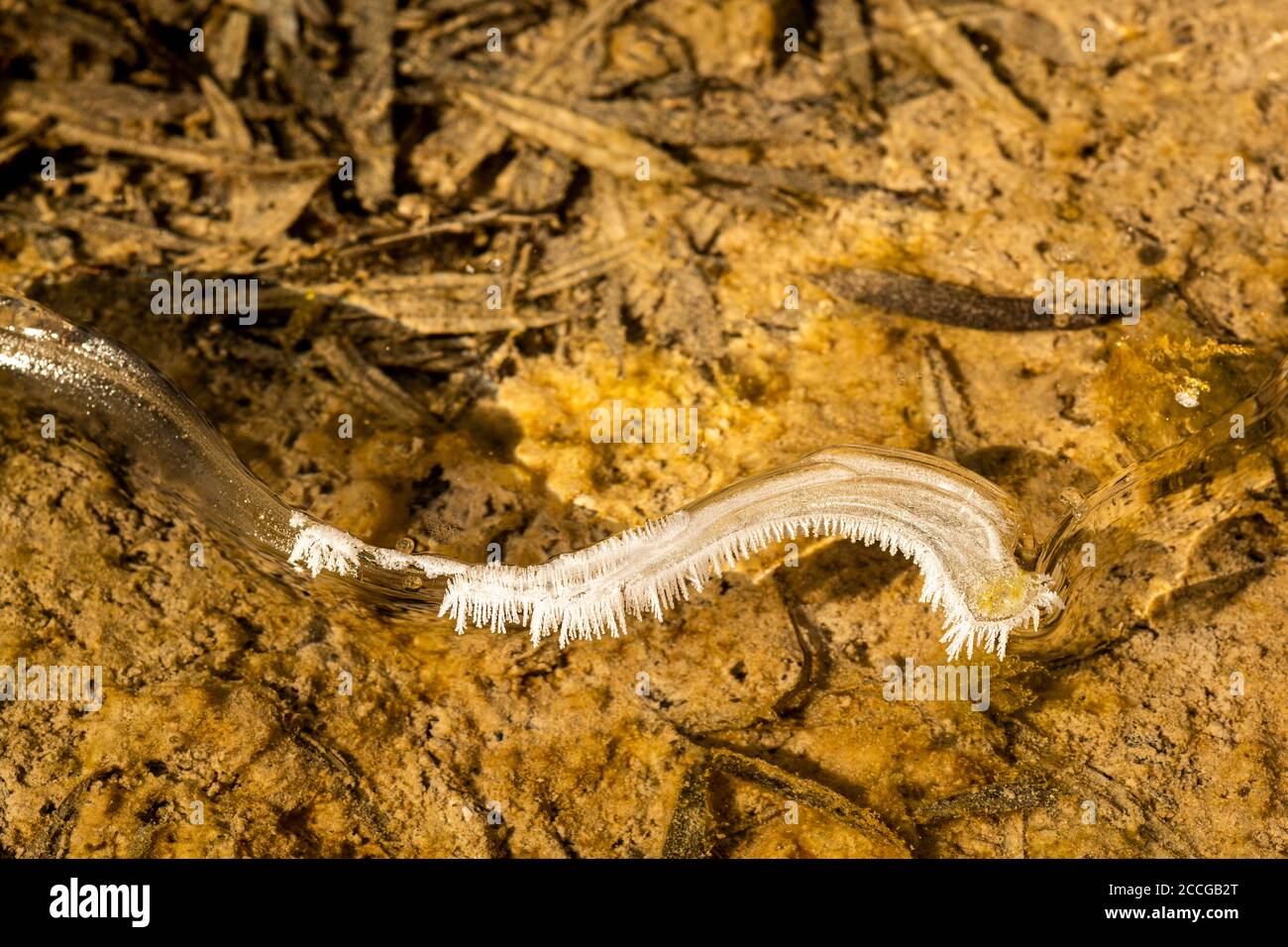 Cristalli di ghiaccio nel letto Isar stream con forme diverse e strutture Foto Stock