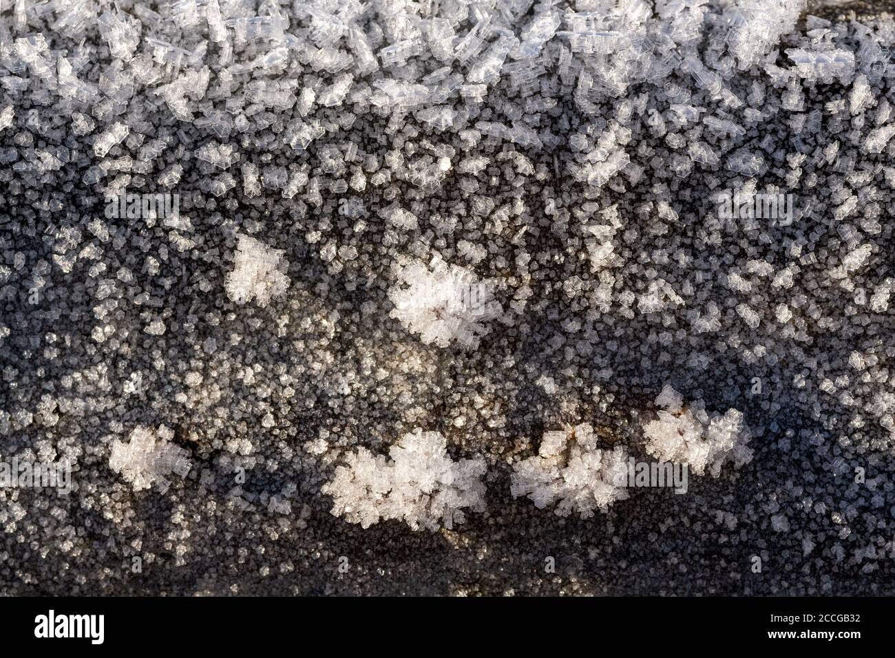 Funghi d'albero (Tramete) in parte con ghiaccio circostante e cristalli di ghiaccio su legno morto Foto Stock