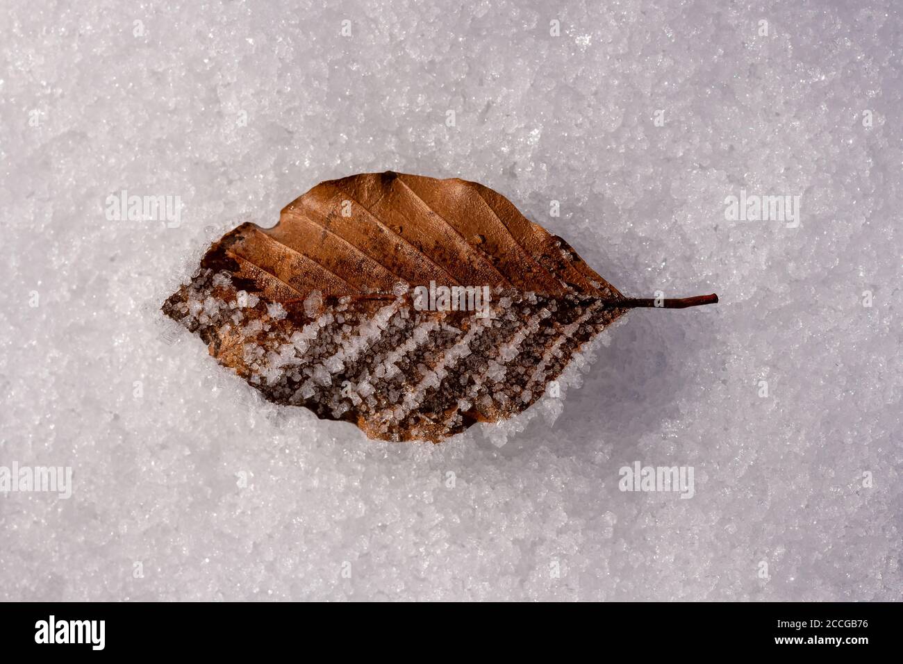 Ghiaccio e cristallo di ghiaccio su una foglia di un locale faggio su neve Foto Stock