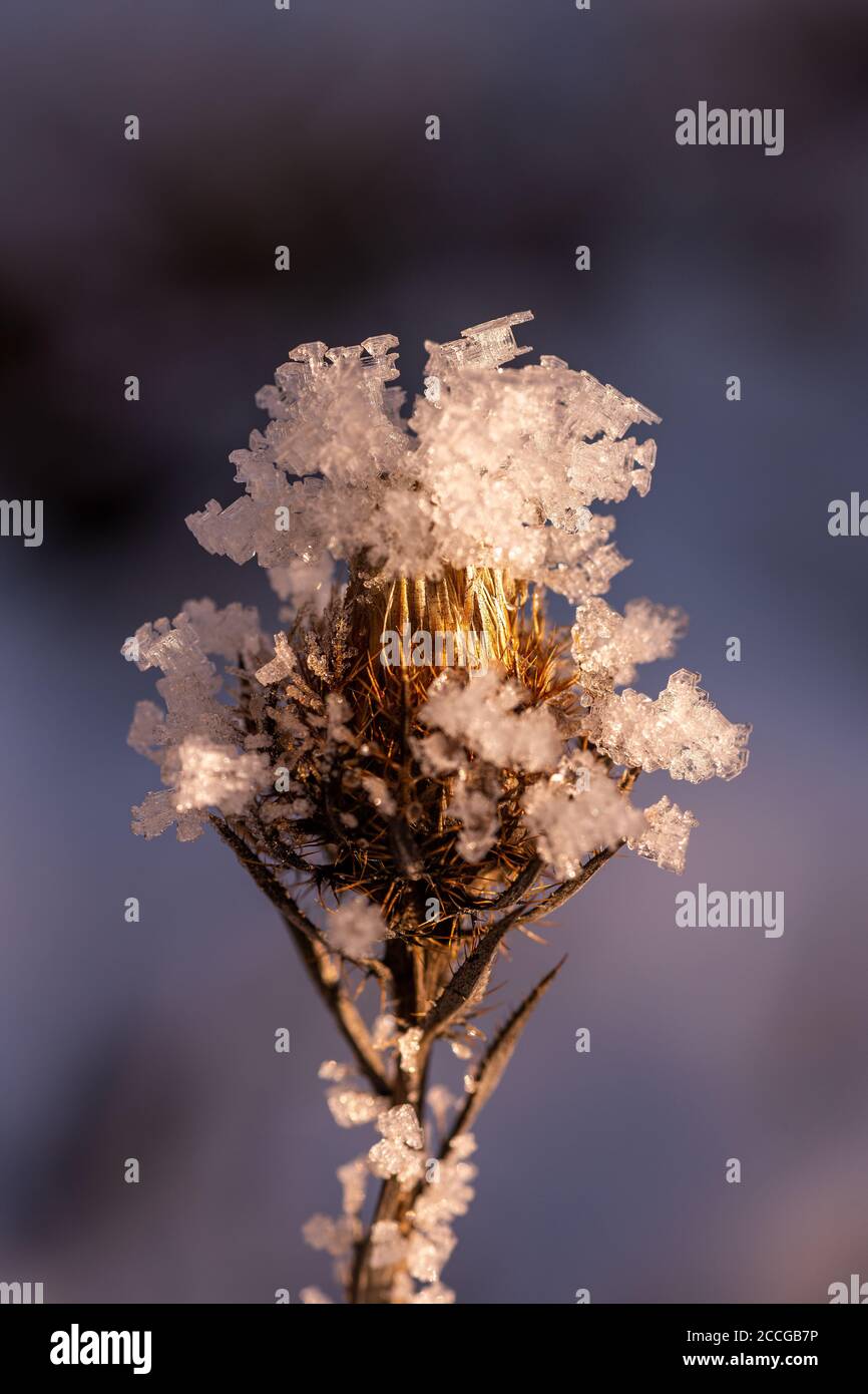 Cristalli di ghiaccio su un fiore di thistle congelato nel caldo luce da sera Foto Stock