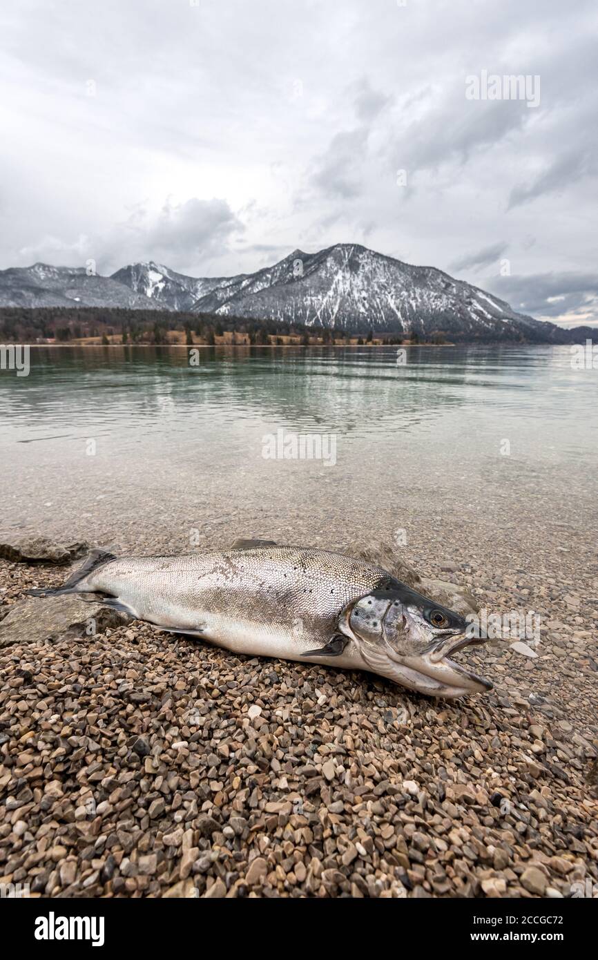 Un tesoro raro dal Walchensee, sogno di molti pescatori. Una massiccia trota di lago in primavera sulle rive del Walchensee con Herzogstand e H. Foto Stock